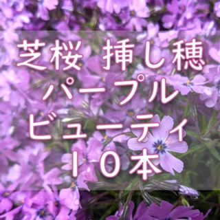 芝桜の挿し穂用カット苗 10本 6～8cm パープルビューティー濃紫◆シバザクラ(その他)