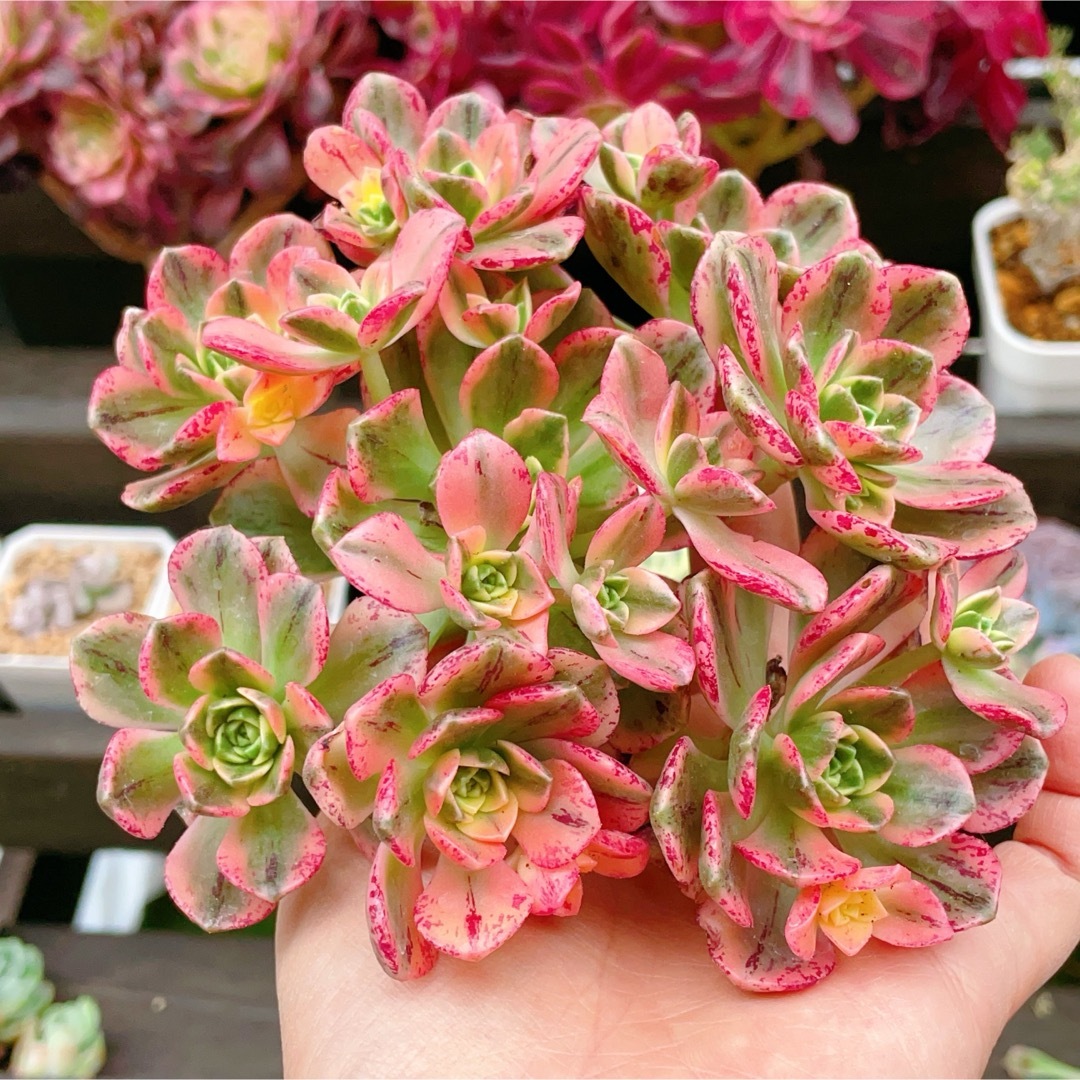 アエオニウム スイートティー 大群生 多肉植物の通販 by momo's アエオニウム スイートティー 大群生 多肉植物の通販 by momo's