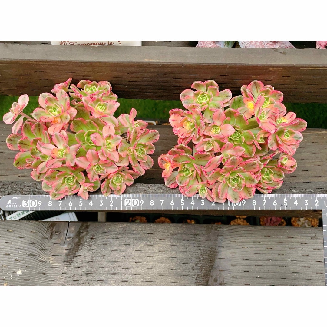 アエオニウム スイートティー 大群生 多肉植物の通販 by momo's アエオニウム スイートティー 大群生 多肉植物の通販 by momo's