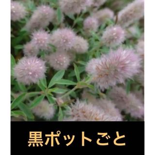 シャグマハギ(トリフォリウム・アルヴェンセ)＊苗(黒ポットごと)①花穂付き！(その他)