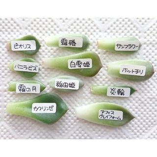 【多肉植物 エケベリア 葉挿しセット v(11種)】(その他)