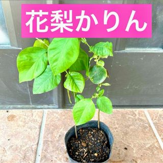 花梨かりん抜き苗2株セット　2年目(プランター)