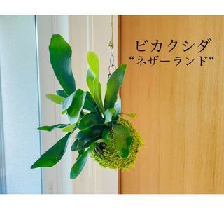 ビカクシダの苔玉　コウモリラン　ネザーランド　ビフルカツム(その他)