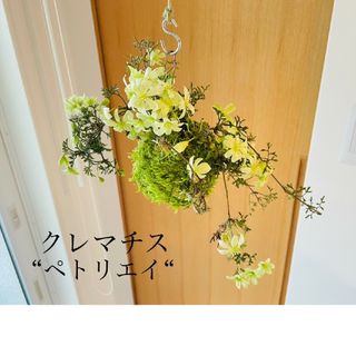 常緑クレマチス"ペトリエイ"の苔玉(その他)