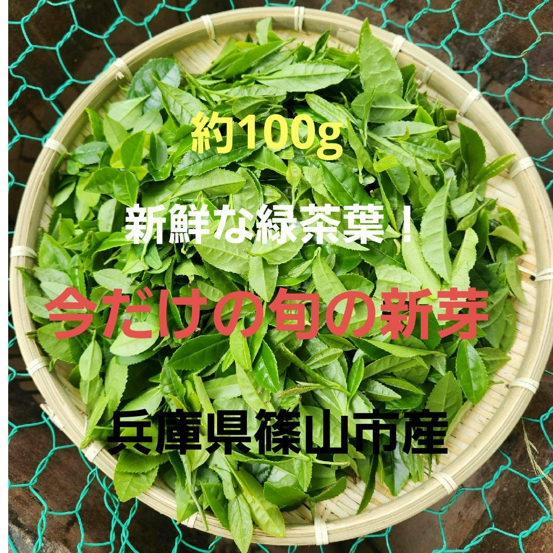 茶葉　新芽　緑茶葉　新鮮　兵庫県篠山市産 食品/飲料/酒の食品(野菜)の商品写真