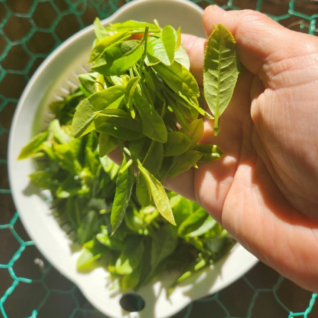 茶葉　新芽　緑茶葉　新鮮　兵庫県篠山市産 食品/飲料/酒の食品(野菜)の商品写真