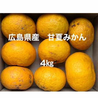 広島県産　訳あり　甘夏みかん　約4㎏　甘夏(フルーツ)