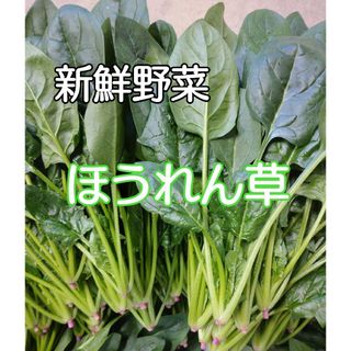 新鮮野菜 ほうれん草 ネコポス発送(野菜)