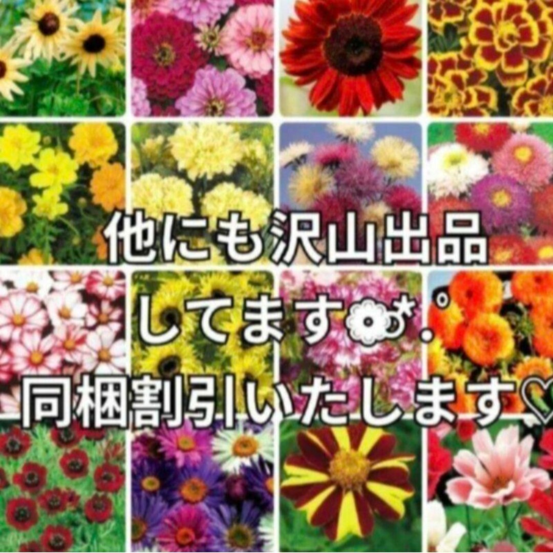 《切り花にもオススメ!!》花の種 《アスター種カラフルミックス》多年草 ハンドメイドのフラワー/ガーデン(その他)の商品写真