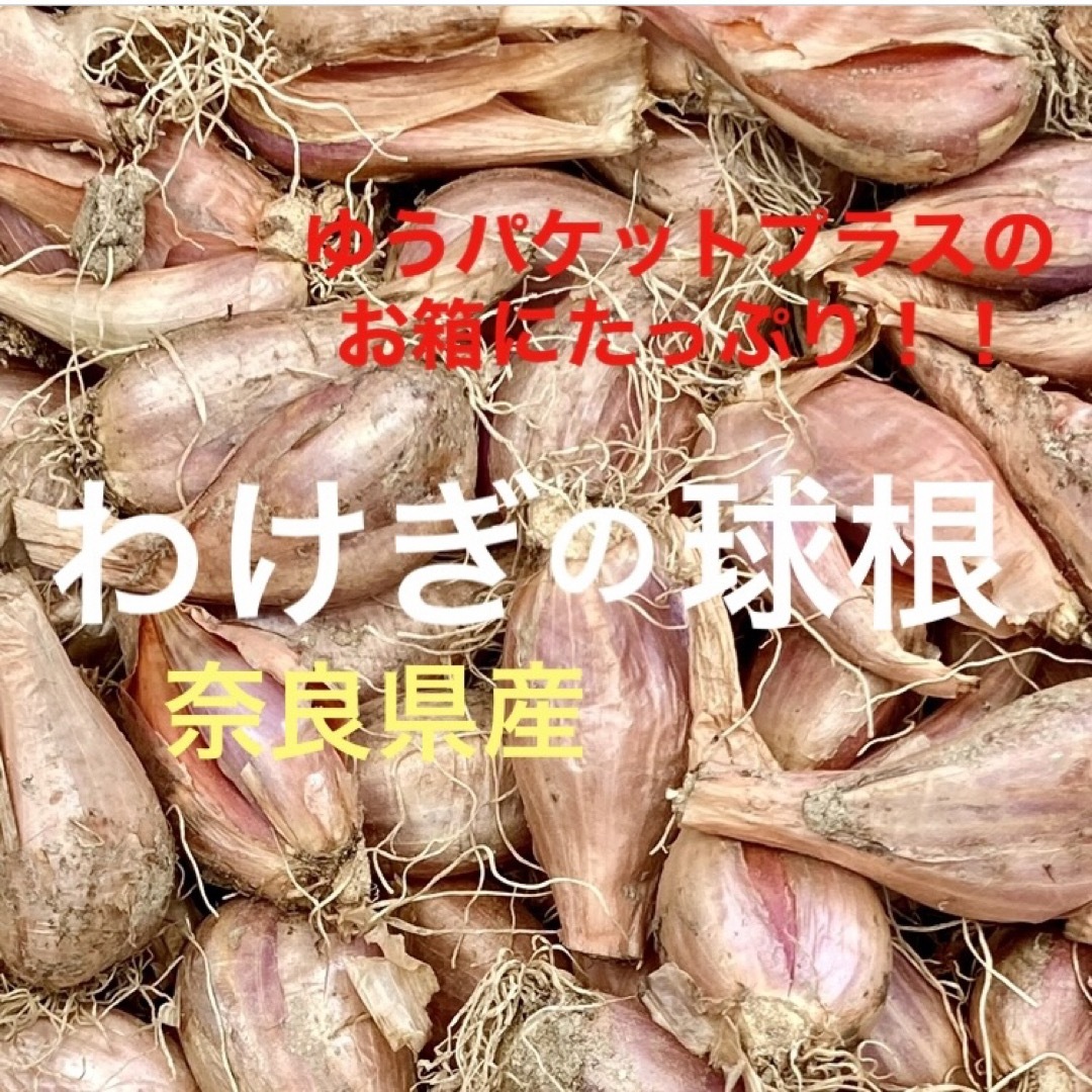わけぎ球根　自慢のお野菜　奈良県産　無農薬　ゆうパケットプラスにたっぷりです♪ 食品/飲料/酒の食品(野菜)の商品写真