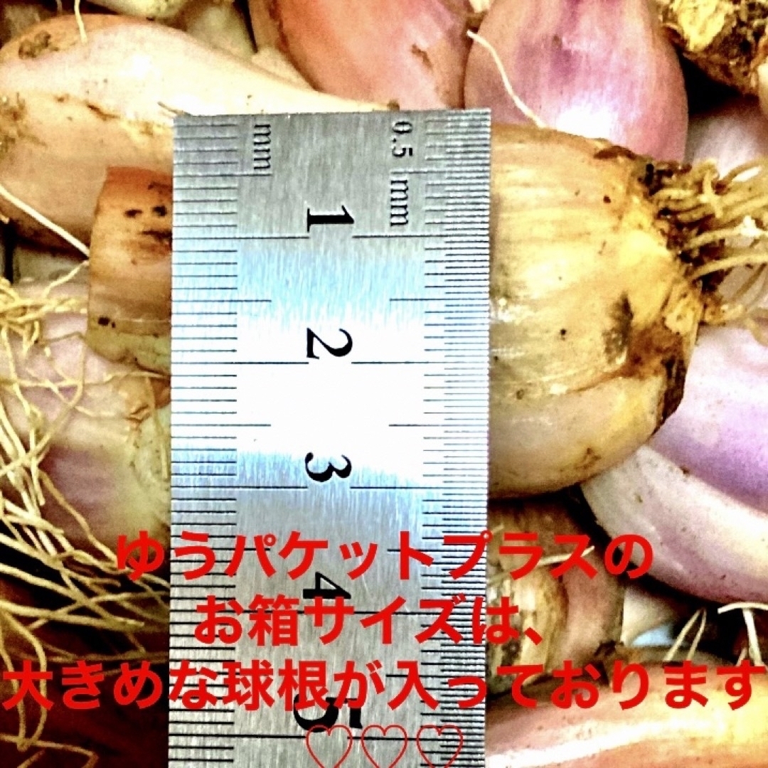 わけぎ球根　自慢のお野菜　奈良県産　無農薬　ゆうパケットプラスにたっぷりです♪ 食品/飲料/酒の食品(野菜)の商品写真