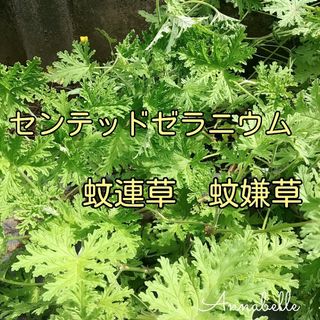 センテッドゼラニウム 蚊連草 蚊嫌草 挿し穂 ハーブ ニオイゼラニウム