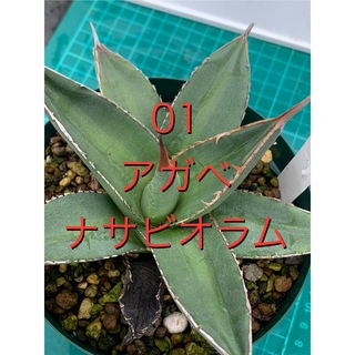 01 アガベ　ナサビオラム　スリット鉢付　Agave Nussaviorum(プランター)