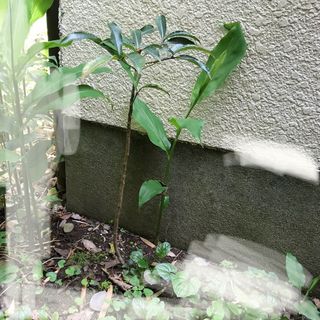 ◇無農薬◇万両抜き苗1本+小苗のおまけ付⑤(その他)