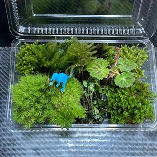 天然苔　こけ　植物詰め合わせ！コウヤノマンネングサ　スギゴケ　フデゴケ等 bl(その他)