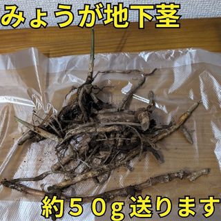 みょうが 地下茎 薬味 茗荷 野菜 ミョウガ 家庭菜園 プランター