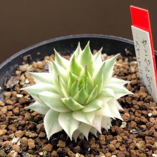 速達！　メテニアナム錦　センペルビウム　多肉植物　斑入り(その他)