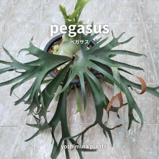 [胞子]  pegasus　ペガサス　ビカクシダ(その他)