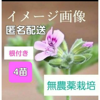 無農薬ローズゼラニウム🌱4苗🌱抜き苗♡匿名配送☆おまけ付き(その他)