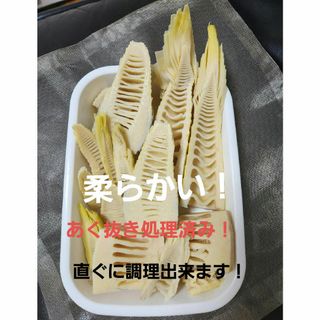 たけのこ　筍　旬　新鮮　あく抜き　兵庫県篠山市産(野菜)