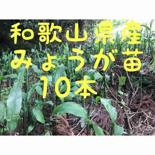 和歌山県産みょうが苗　１０本(野菜)