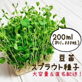 豆苗 スプラウト種子 お得な200ml（約1,000粒）(野菜)