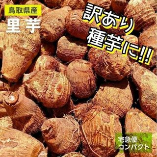 【訳あり】黄金里芋 女早生芋 宅急便コンパクト 1kg さといも サトイモ 山芋(野菜)