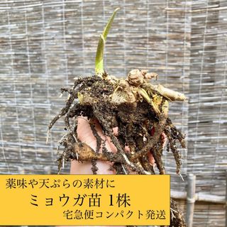 ⭐️夏の楽しみ⭐️ミョウガ 掘り上げ苗1株(野菜)