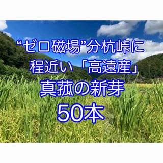 【田植え用】真菰(まこも)の新芽  50本(その他)