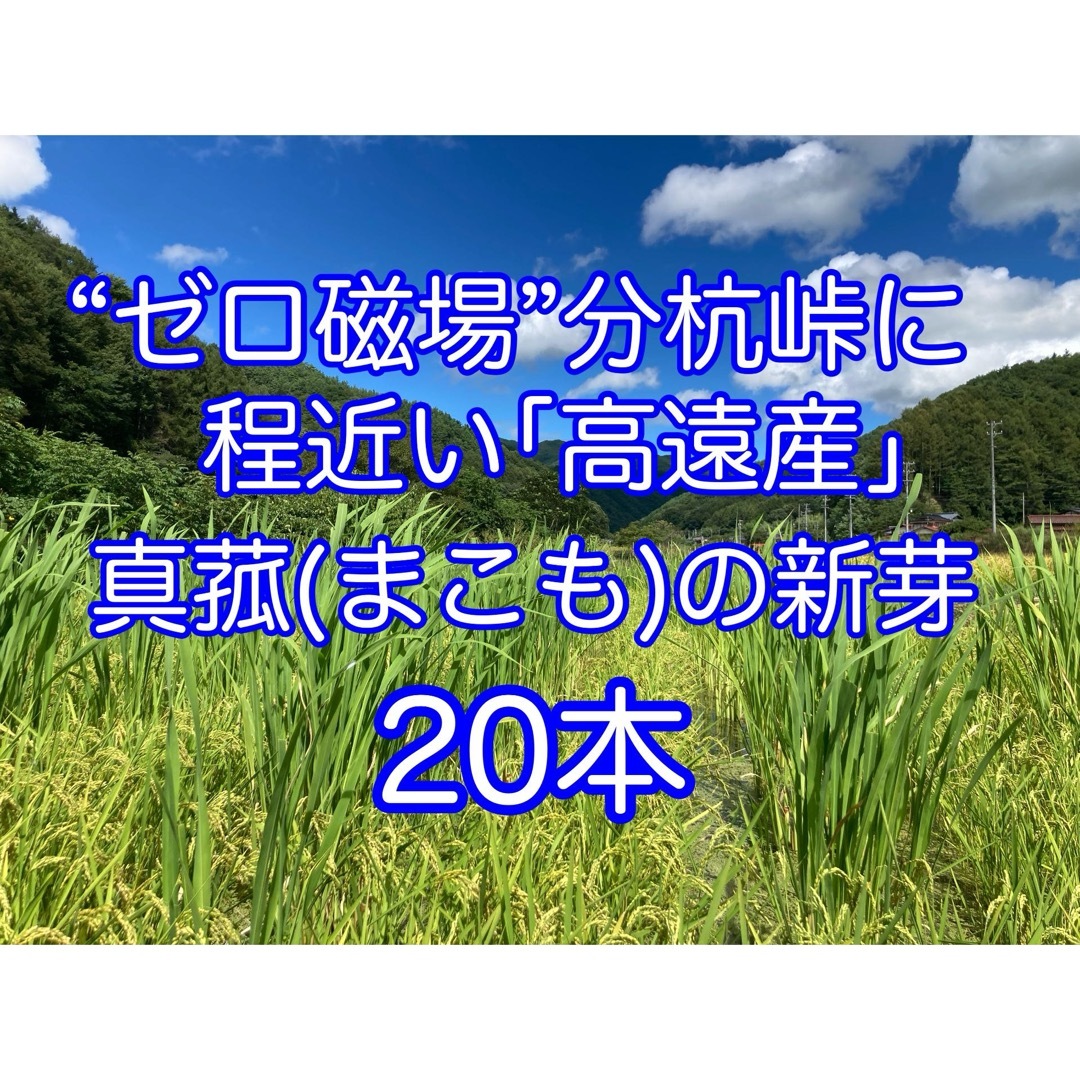 【田植え用】真菰(まこも)の新芽  20本 その他のその他(その他)の商品写真