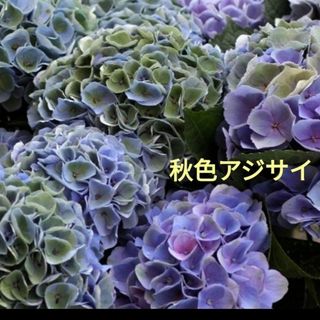 秋色紫陽花ポット苗③