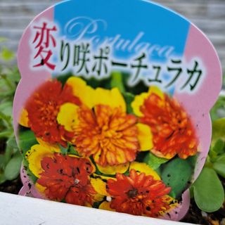 レア！八重咲き 変わり咲きポーチュラカ 挿し芽 3カット(その他)