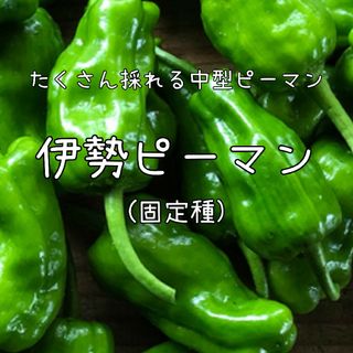 【伊勢ピーマンのタネ】25粒 種子 種 固定種 夏野菜 家庭菜園 野菜(その他)