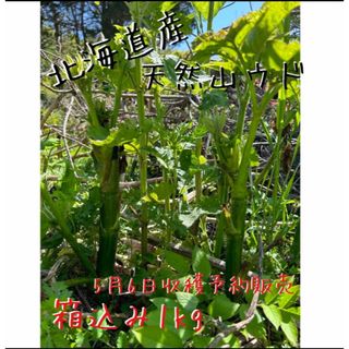 【予約受付】日高山脈麓 新鮮 天然山ウド 採れたて発送♪(野菜)