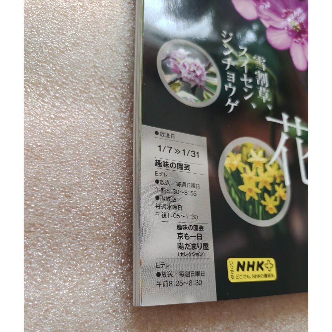 NHK 趣味の園芸 2024年 01月号 [雑誌] エンタメ/ホビーの雑誌(その他)の商品写真