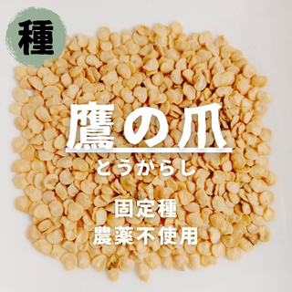 【種】鷹の爪　とうがらし　無農薬　20粒(野菜)