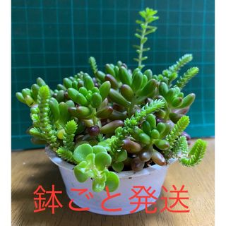 多肉植物 そのまま飾れる 寄せ植えセット(プランター)