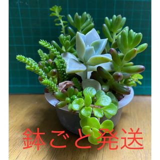 多肉植物 そのまま飾れる 寄せ植えセット(その他)