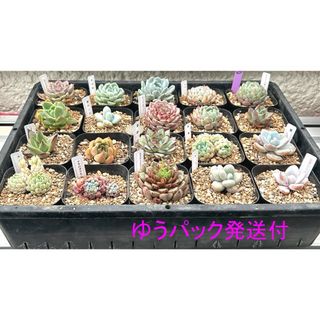 特価‼️レア種含‼️韓国苗‼️多肉植物 エケ 発根済抜き苗 ２０ポットセット１０(その他)