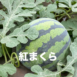 産地直送 熊本植木町スイカ【1玉入り】6kg(フルーツ)