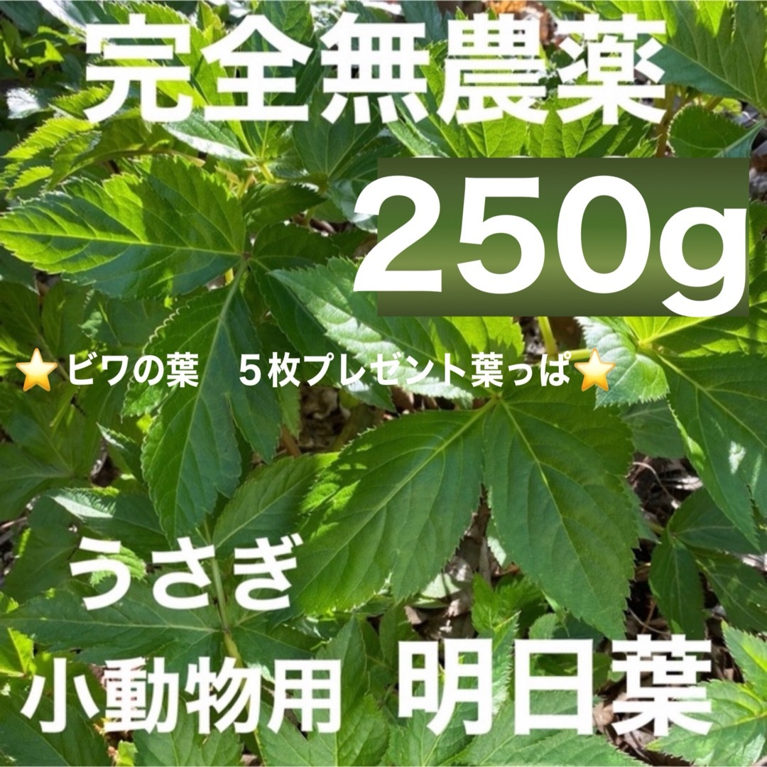 天然 明日葉 250g❣️ ビワの葉5枚❗️うさぎや小動物のおやつに💕 食品/飲料/酒の食品(野菜)の商品写真