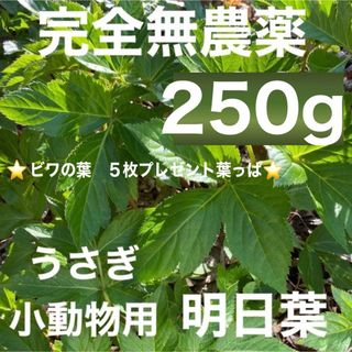 天然 明日葉 250g❣️ ビワの葉5枚❗️うさぎや小動物のおやつに💕(野菜)