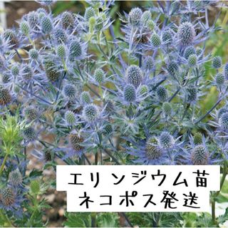 エリンジウム苗　宿根草　多年草　ドライフラワー(プランター)