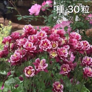 【種】 西洋オダマキ ウインキー ☆  種から花を咲かせませんか