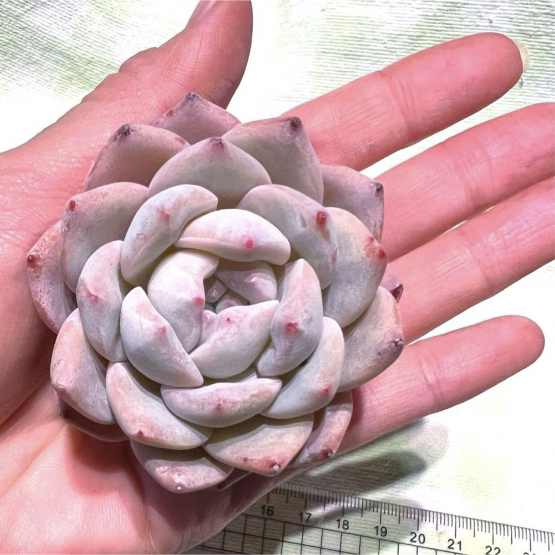 多肉植物 ECHEVERIA 夢の蘭 カット苗 大苗 美苗 ハンドメイドのフラワー/ガーデン(その他)の商品写真