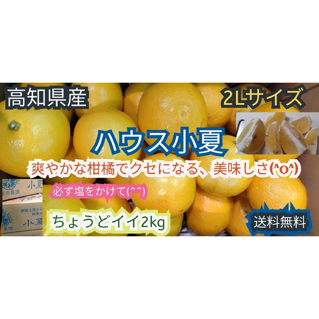 高知県産　ハウス小夏　2Lサイズ　約2kg 　送料無料　お買い得(^^) 食品/飲料/酒の食品(フルーツ)の商品写真