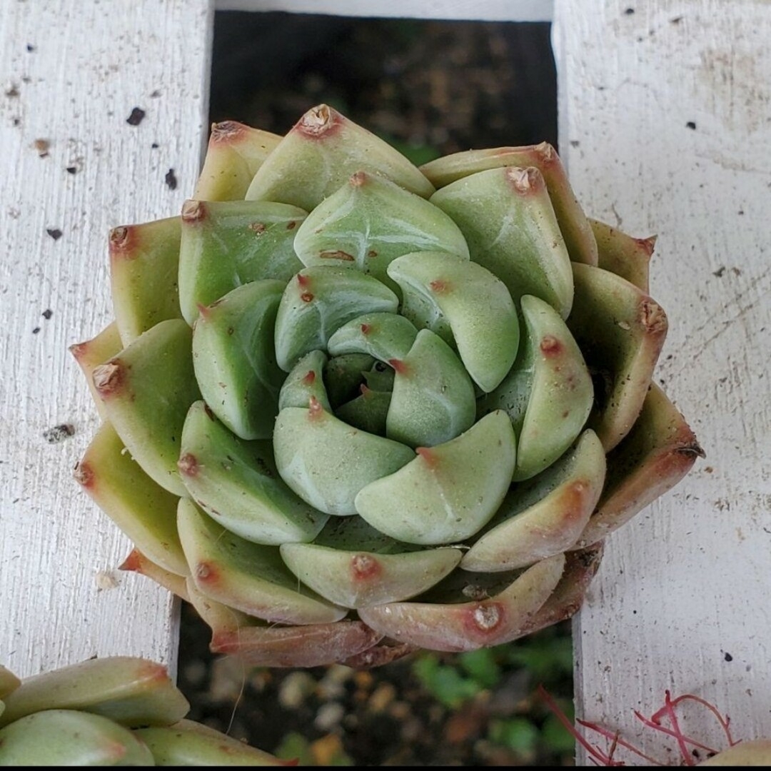 酒桃❤︎カット苗 多肉植物  1つ 大きい子達 ハンドメイドのフラワー/ガーデン(その他)の商品写真