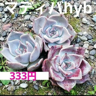 マディバhyb❤︎カット苗 多肉植物 1つ(その他)