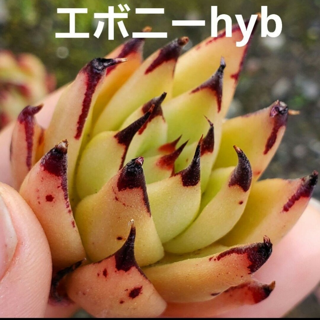 エボニーhyb❤︎カット苗 多肉植物  1つ ハンドメイドのフラワー/ガーデン(その他)の商品写真