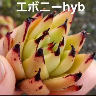 エボニーhyb❤︎カット苗 多肉植物  1つ(その他)